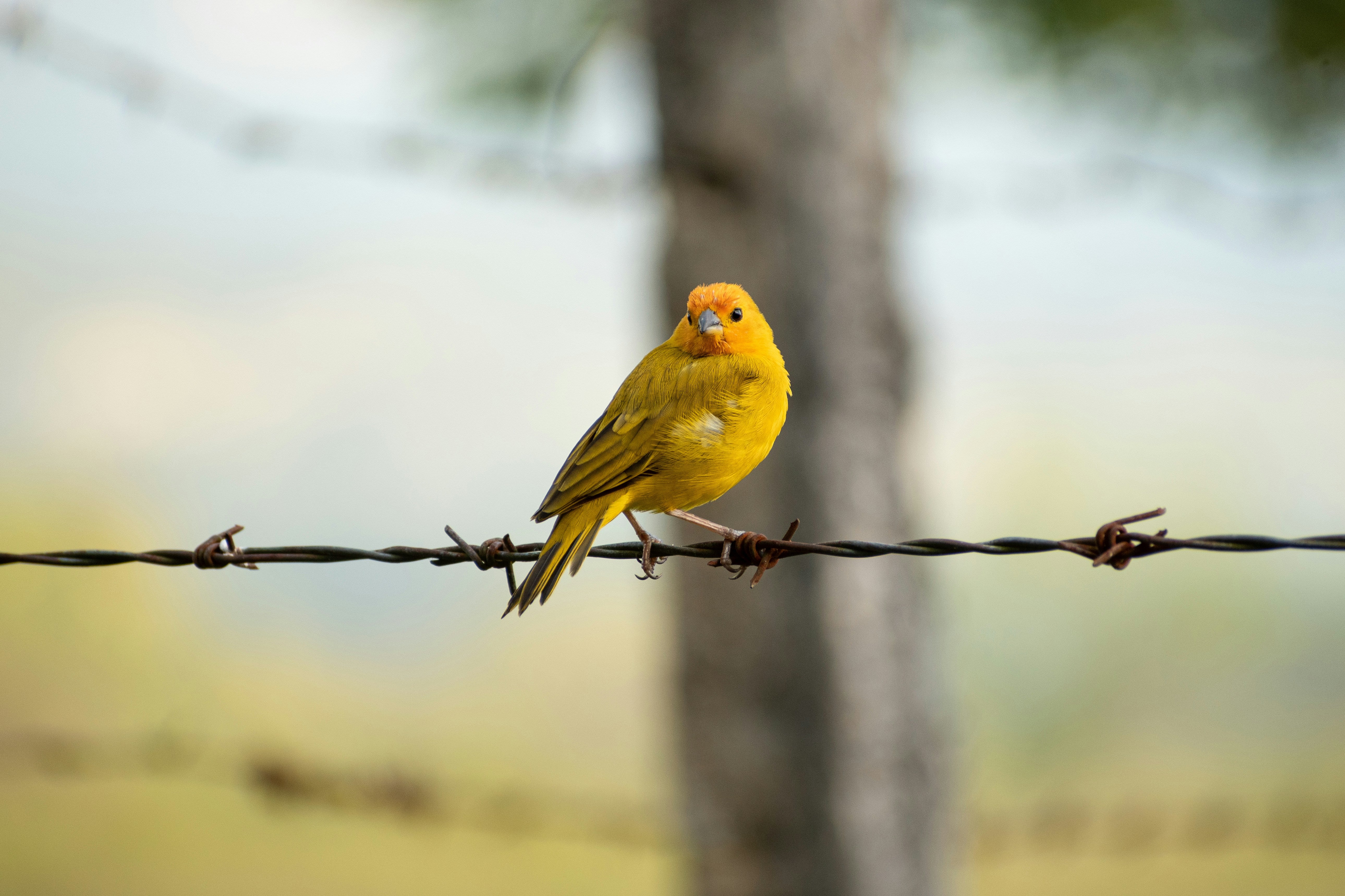 The Canary in the Coal Mine